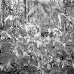 White Oak Run through Beech in Winter