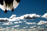 Low Flying Seagull