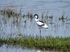 Avocet