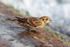 Lapland Bunting at the water's edge