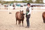 Class 415 - Horse-Pony Judge would most like to take home portfolio