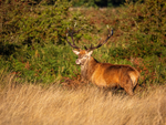 Red Deer