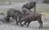 Warthogs