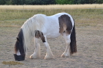 DSC_8598