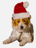 Christmas Terrier_5337