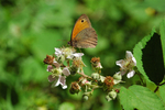 Meadow Brown