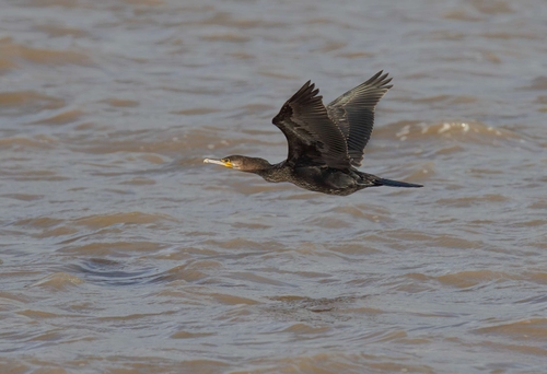 Cormorant (Phalacrocrax Carbo)