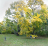 October 2019 - Arnold Arboretum - Title: Tree Play (close up)