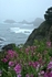 "Coastal Flowers"