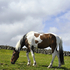 Mourne Horse