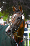 190523-Race 2-Sounds Of Heaven-0388