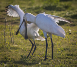Adult spoonbill feeding young
