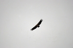 Griffon Vulture