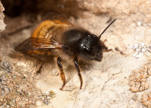Female at a nest hole. Warwickshire, May 2012.