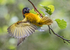Black headed Weaver Bird