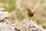 Dunnock & Wren portfolio