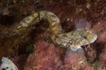 Zoarces viviparus