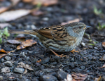 Dunnock