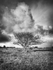 Lone Tree