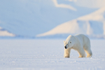 Polar Bear (male), Svalbard, Norway