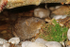 Water Vole