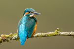 Kingfisher