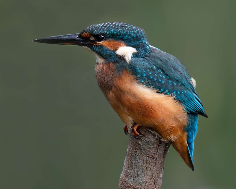 Common Kingfisher - Big Pool Wood - North Wales