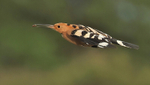 Hoopoe