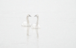 WHITE ON WHITE - LONG POINT