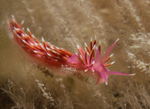 Edmundsella pedata