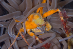 Inachus phalangium