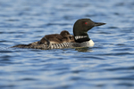 Common Loon chicks riding on parent's back, Minnesota, USA
