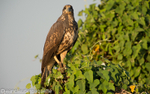 Great black hawk juvenile