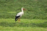 White Stork