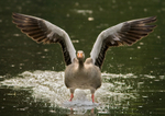 Greylag Goose - Anser anser RPNP0080