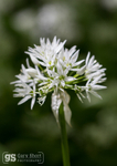 Wild Garlic detail