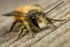 Osmia bicornis (m)