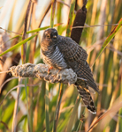 Cuckoo - Cuculus canorus