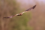 Marsh Harrier (male) wings outstretched in flight, Montgai, Spain