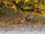 Red Foxes