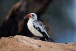Red Billed Hornbill Samburu