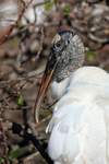 Wood Stork portfolio