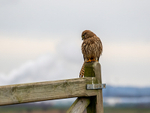 Kestrel