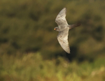 Red Footed Falcon