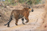 Tiger hesitates on road, Bandhavgarh Reserve, Madhya Pradesh, India