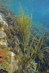 Shallow rocky reef
