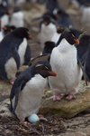 Rockhopper Penguin