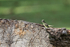 Southern Beardless-Tyrannulet on log, Colon, Panama