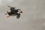 Puffin glides past, close view, Bempton Cliffs, Yorkshire