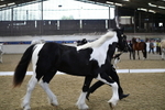 SORC Open Showing Show 13-04-25 portfolio